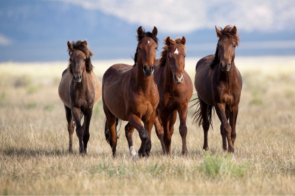 Коя е най-скъпата порода коне в света? Запознайте се с 14 породи!