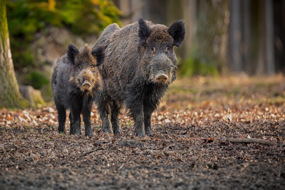Babi Hutan di Brasil: sejarah dan keingintahuan tentang hewan ini