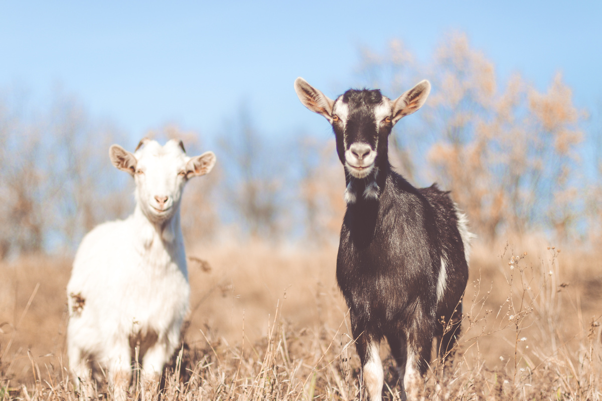 Wat betekent het om van een geit te dromen? Wit, zwart, wild, geit en meer