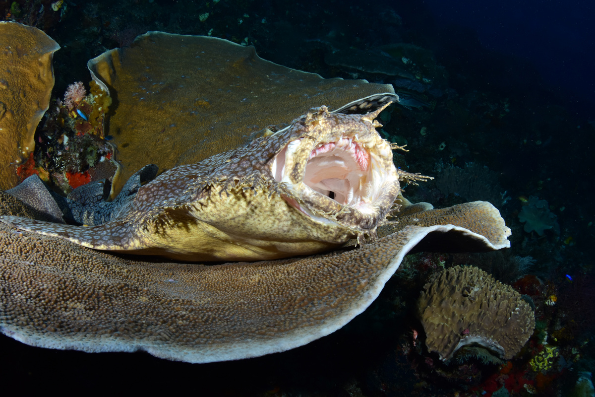 Čudne morske životinje: Upoznajte velike i male