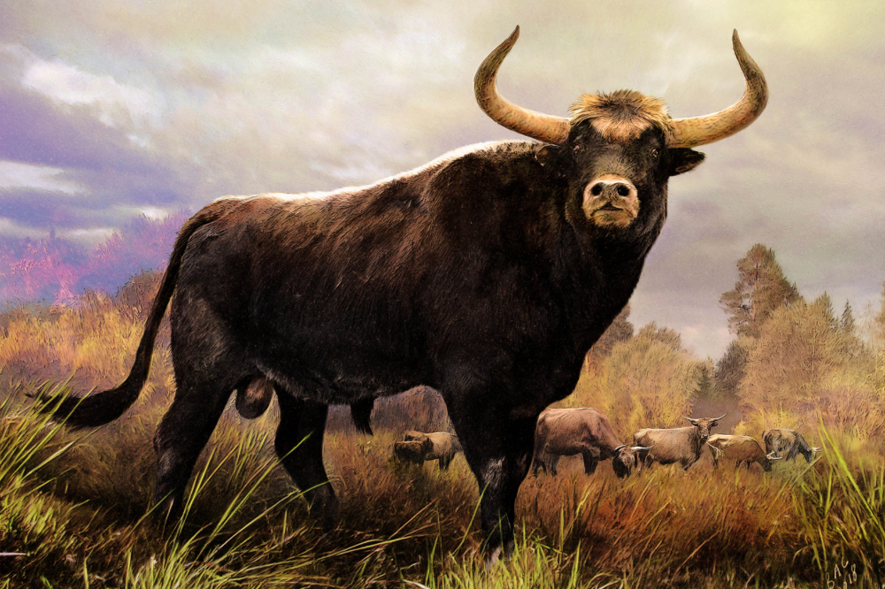 Aurochs: spoznajte izumrlega prednika domačega goveda