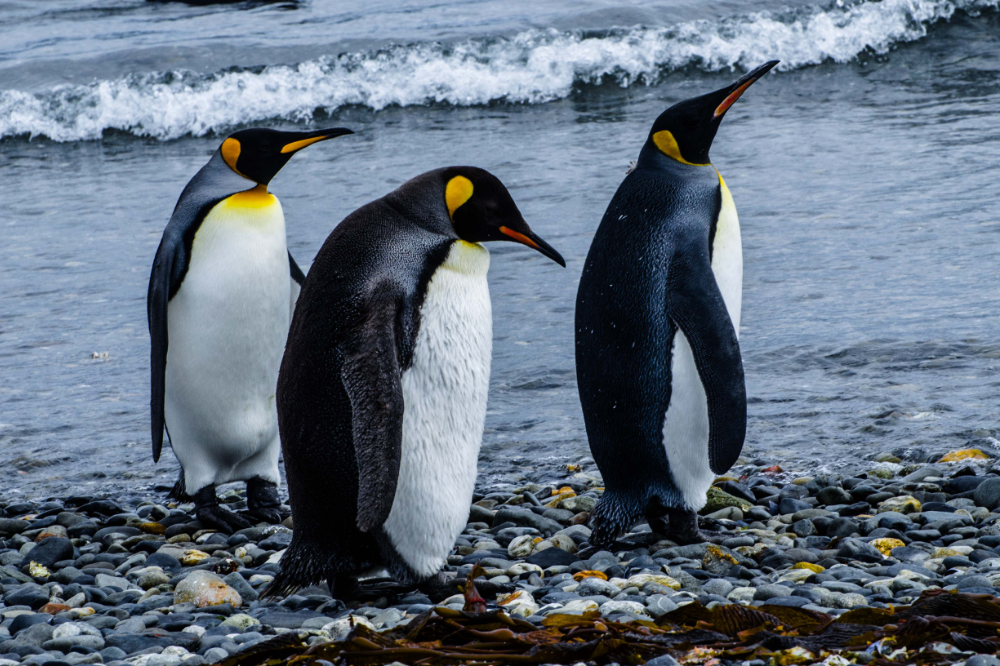 Zajímavé informace o tučňácích: stavba těla, chování a další!