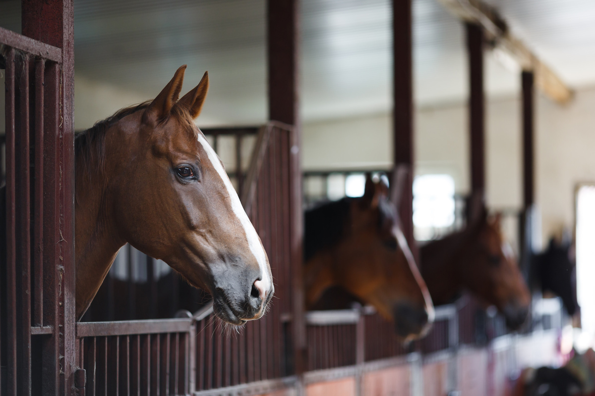Boxes para caballos: ¡consulta el precio, cómo hacerlos y mucho más!