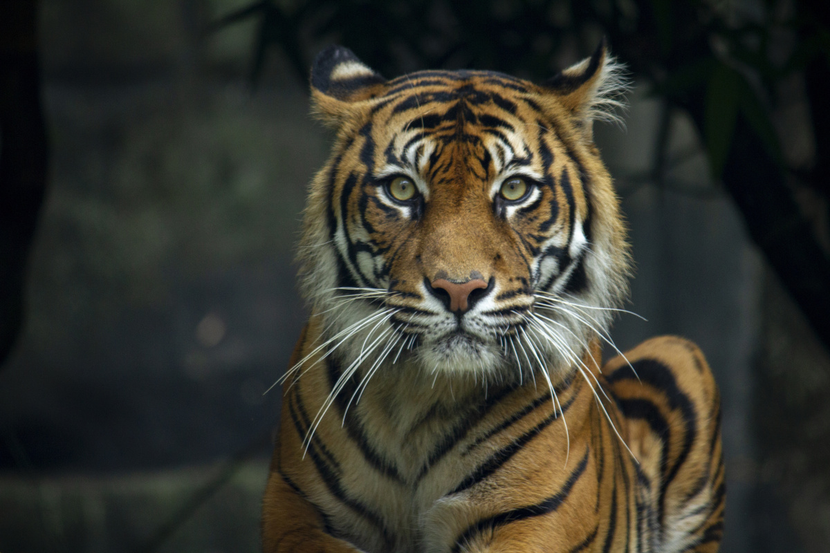Grootste katten ter wereld: bekijk de lijst met leeuwen, tijgers en meer