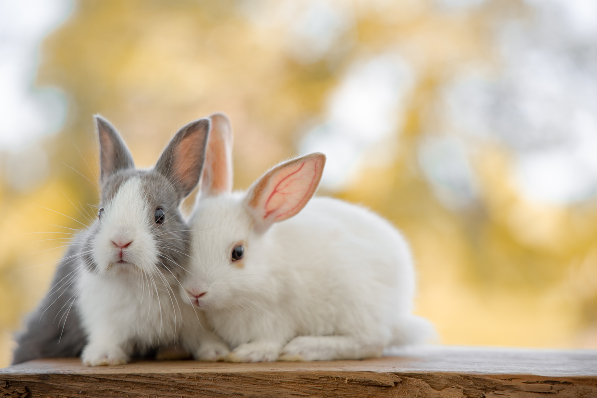 Co znamená snít o králíkovi? Bílý, černý, utíkající, mrtvý a další.