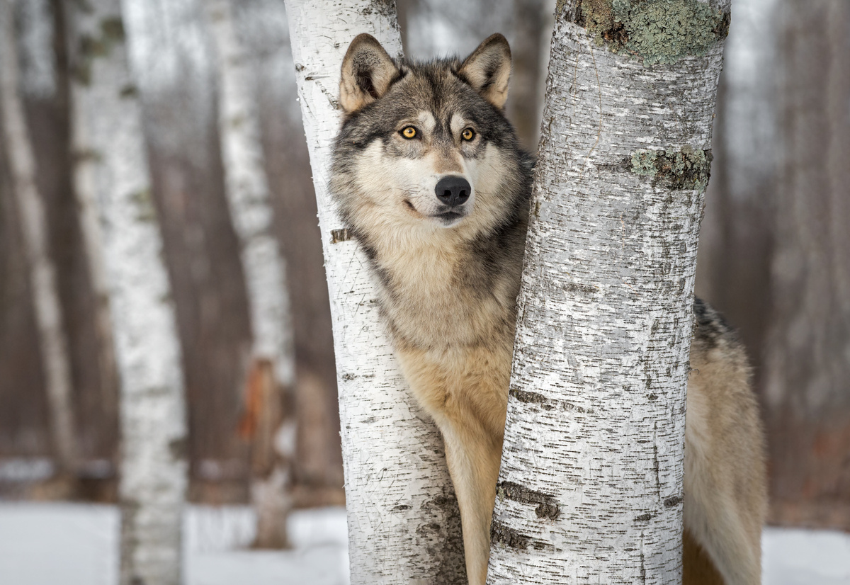 تعبیر خواب گرگ چیست؟ سیاه، سفید، عصبانی، مهاجم و غیره