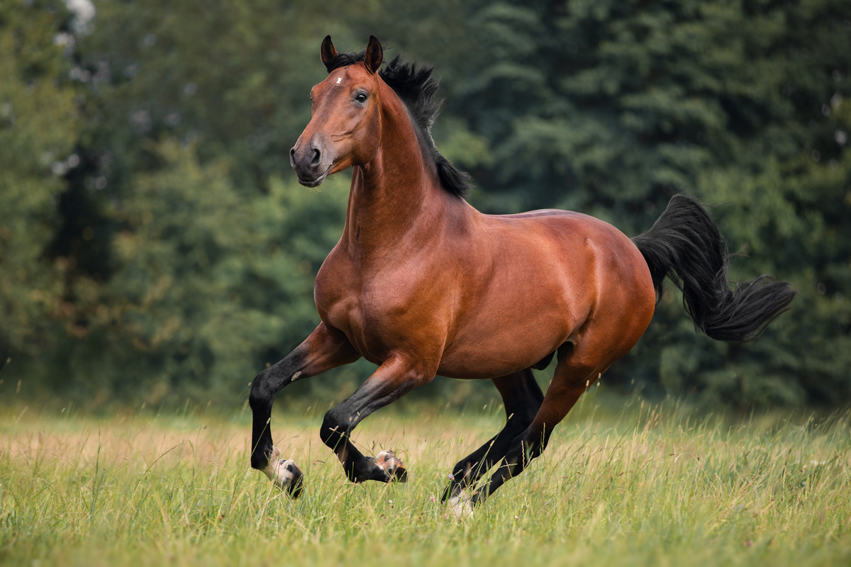 Původ koně: viz historie od předků po evoluci