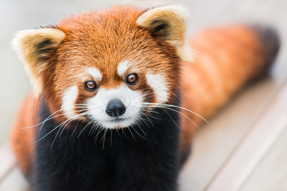 Panda Sor: meraqan, jîngehê û hêj bêtir binihêrin!