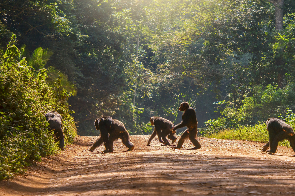 Evolucija primata: naučite o podrijetlu, povijesti i više