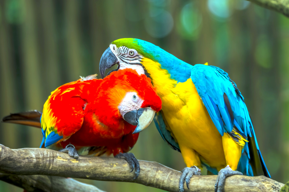 Yuxuda macaws görmək nə deməkdir? Mavi, qırmızı, uçan, ölü və daha çox!