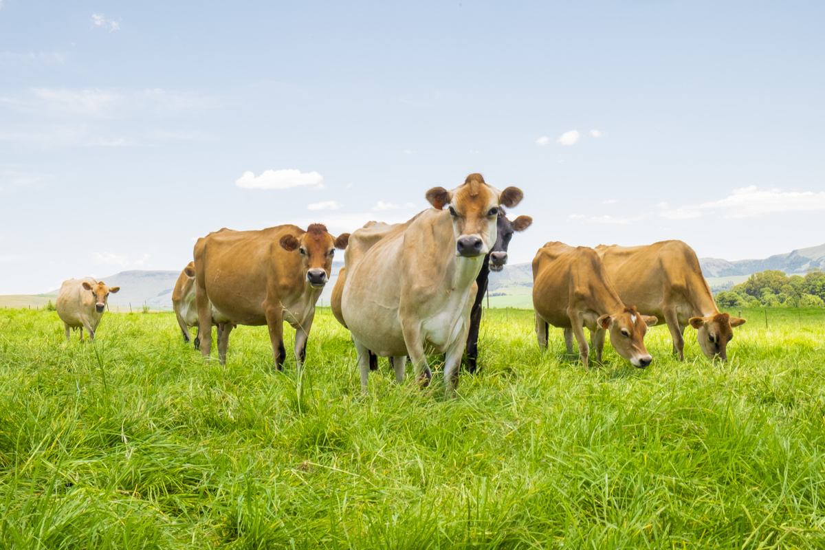 Vaca Jersey: consulta medidas, xestación, leite, prezo e moito máis!