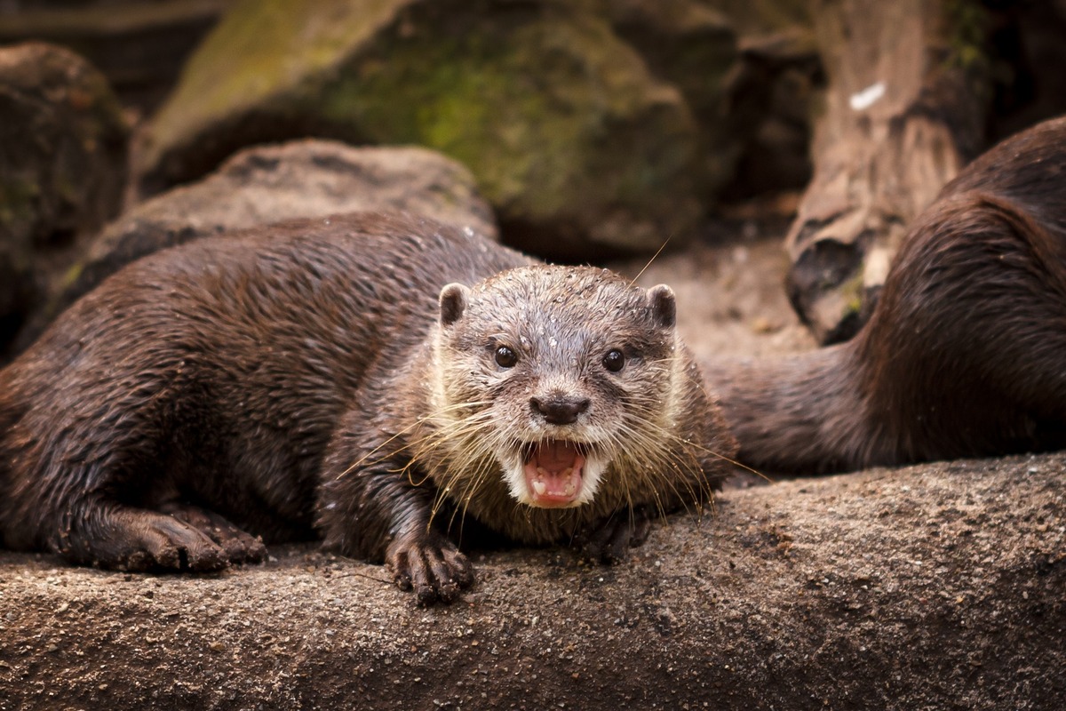Wil je legaal een otter kopen? Ontdek of het mogelijk is!