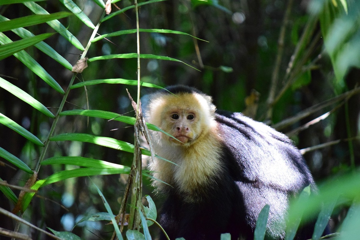 Kapucínské opice: viz charakteristiky, jak se chovají, cena a další informace