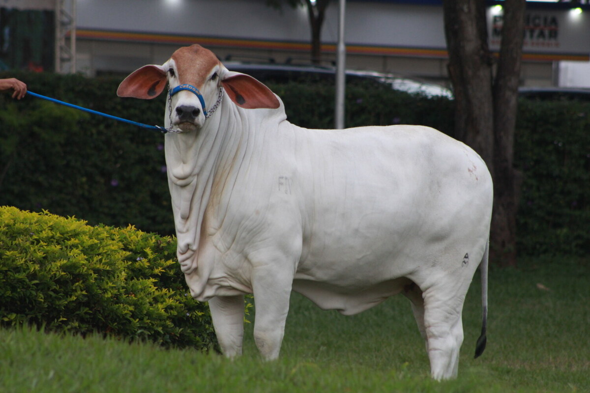 Tabapuã مویشی: نسل کی اصل، خصوصیات اور افزائش!