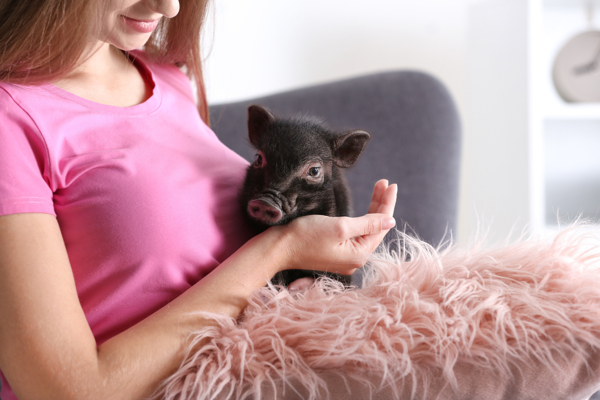 Μίνι γουρούνι κατοικίδιων ζώων: χαρακτηριστικά, τιμή και φροντίδα