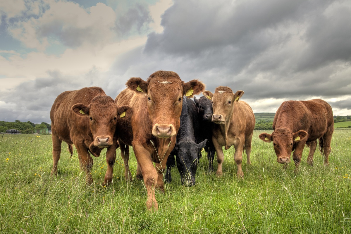 Расе бикова: откријте 15 раса говеда у Бразилу и широм света!