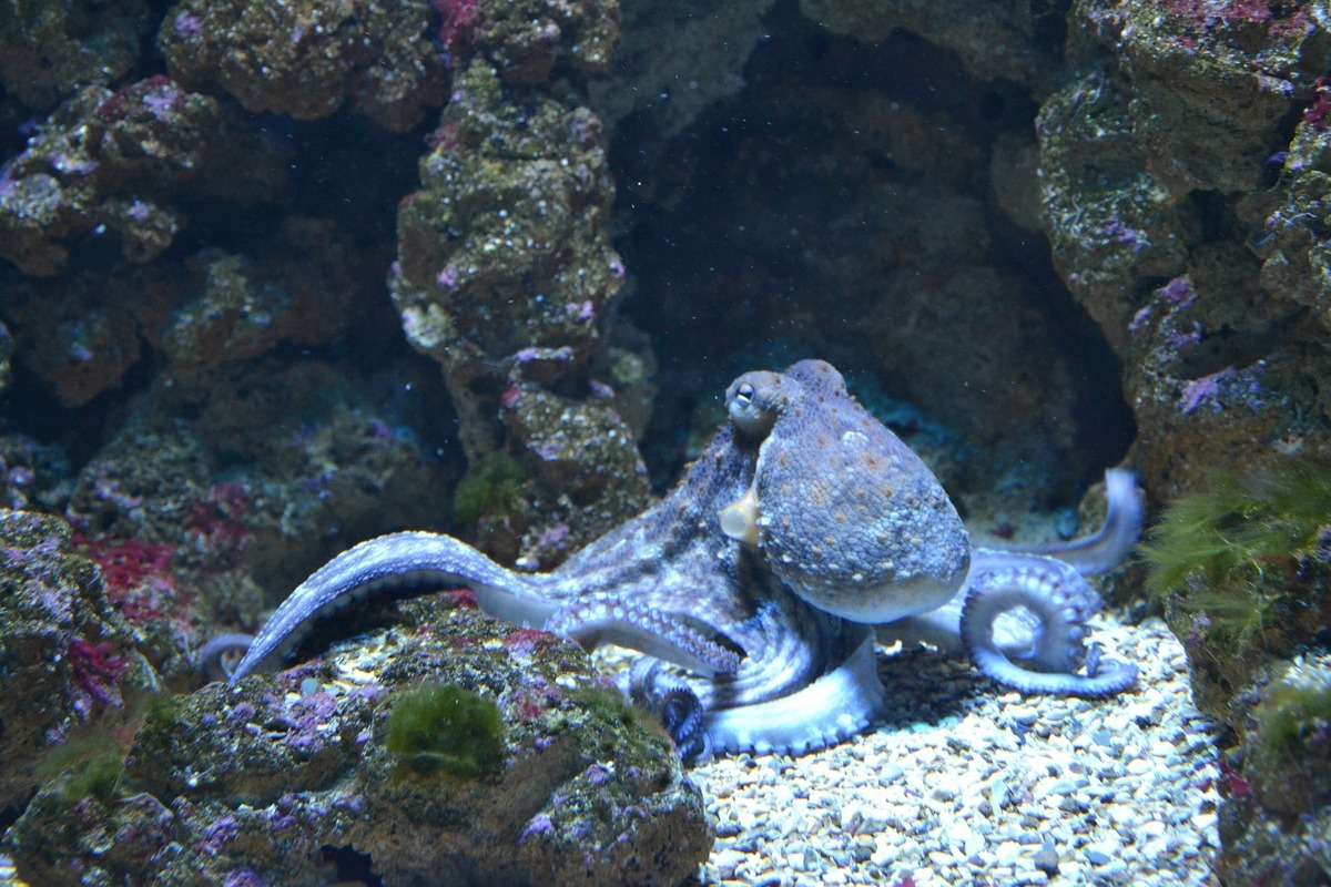 Blæksprutte-trivia: opdag 14 fantastiske fakta