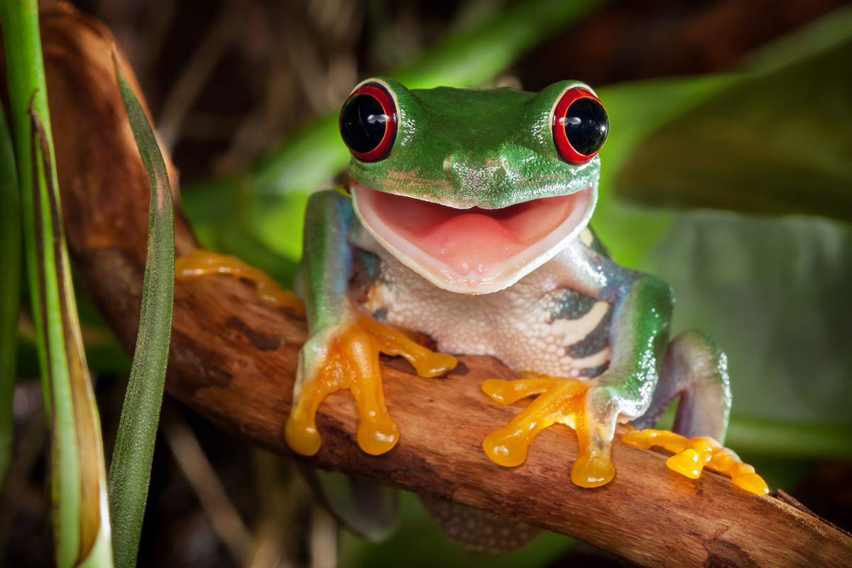 Што значи да се сонува за жаби? Зелена, скокачка, голема и други