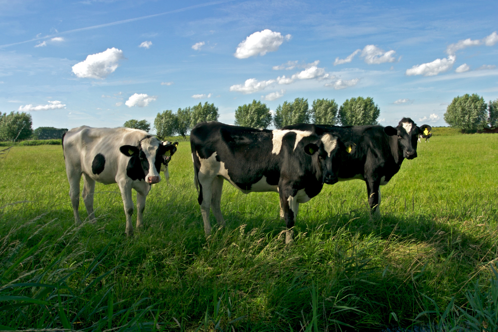 Nederlands vee: bekijk kenmerken, prijs, fokkerij en meer!