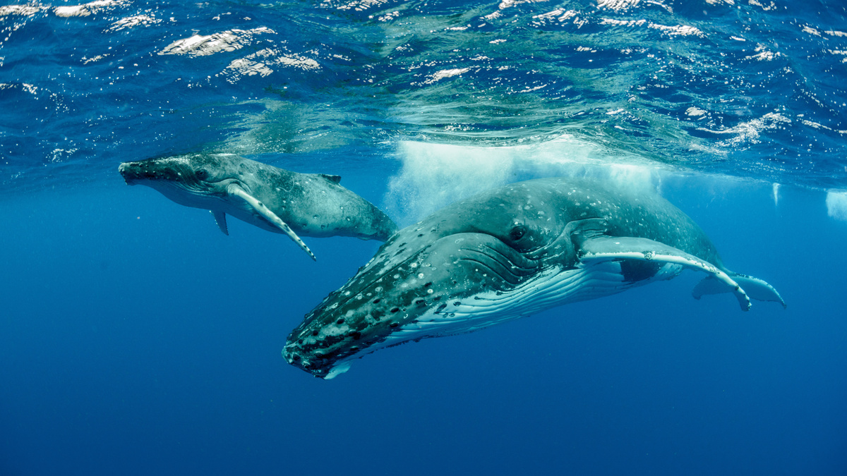 Τι σημαίνει να ονειρεύεσαι μια φάλαινα; Κολυμπάει, πηδάει, είναι νεκρή και πολλά άλλα