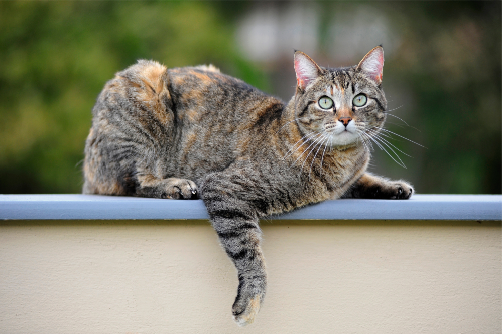 Գծավոր կատու. տես այս գեղեցիկ կատվայինների մասին փաստերն ու հետաքրքրությունները