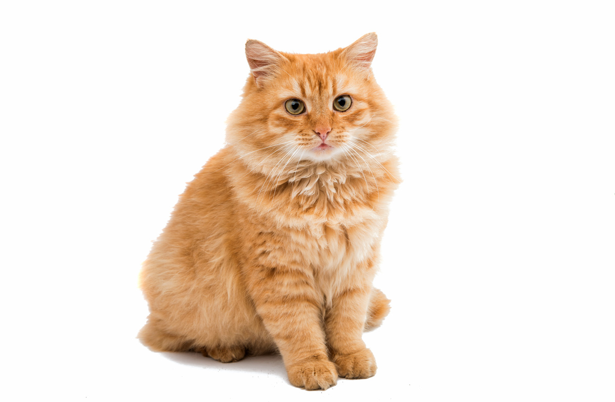 Žltá mačka: pozrite si 10 zaujímavých faktov a triviálnych informácií