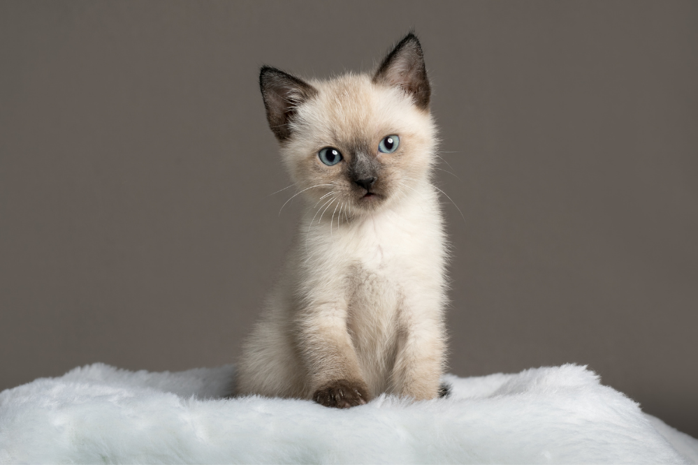 Čistokrevná siamská kočka: jak poznat, zda je čistokrevná, nebo míšenka?