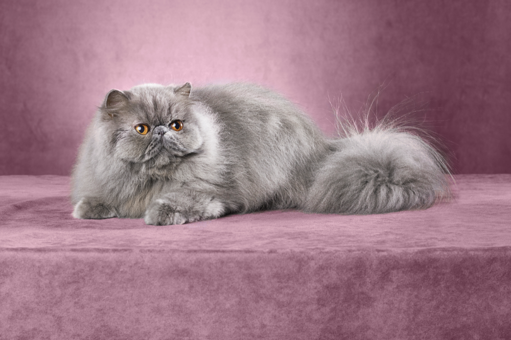 Persų katės kaina: vertė, įsigijimo vieta ir išlaidos