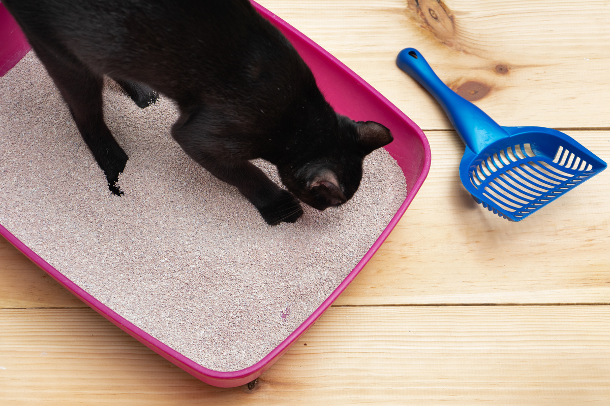 Как сделать наполнитель для кошачьего туалета из опилок, муки, кукурузной муки и других материалов