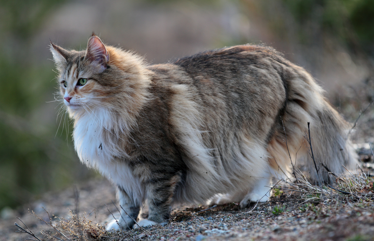 Norwegian Forest Cat: δείτε την τιμή, πού να αγοράσετε και άλλα!