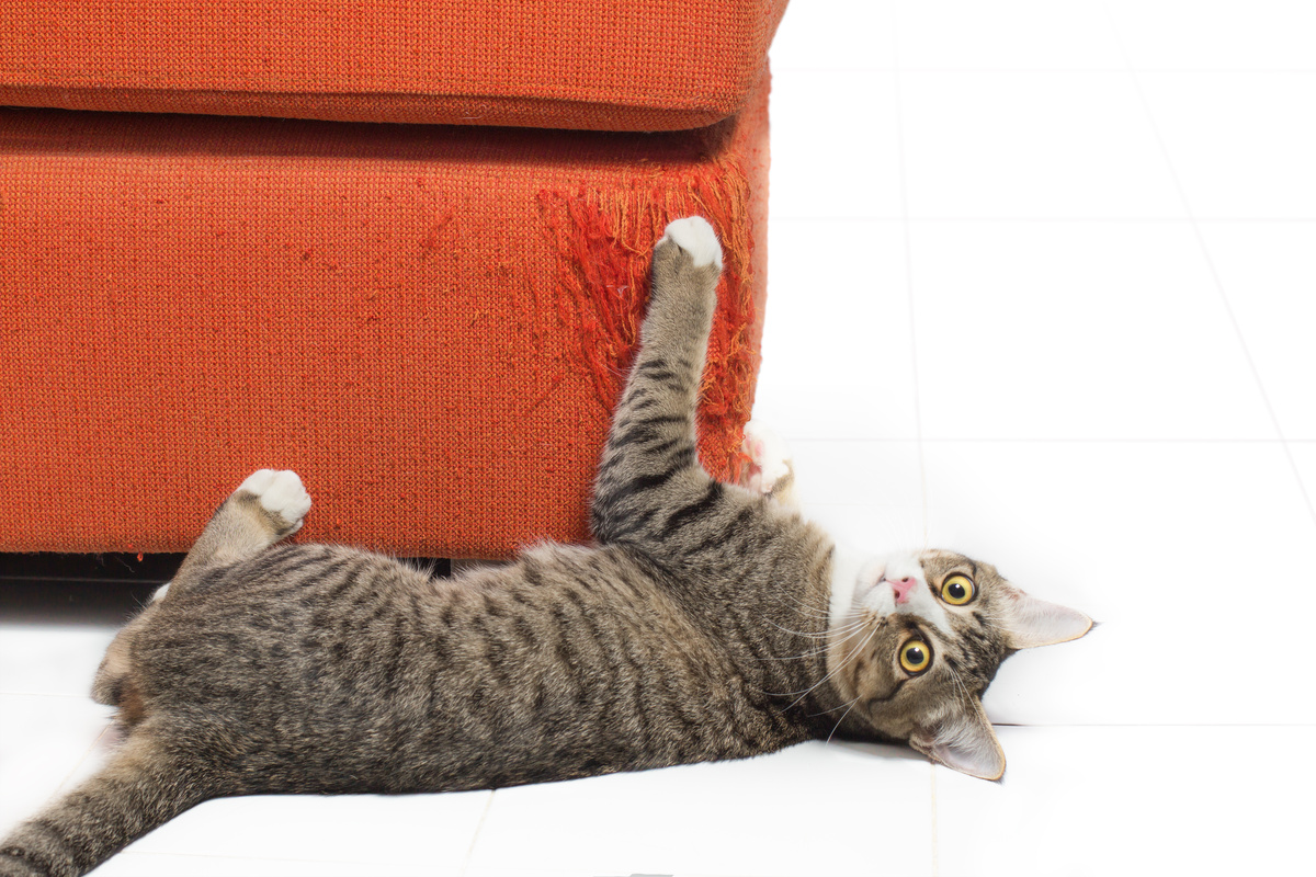 Qumaşê dij-pisîk: celeb û serişteyên girîng ên ji bo xêzkirina pisîkan bibînin!