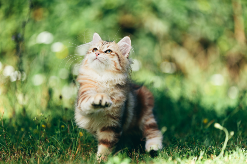 Upoznajte sibirsku mačku: cijena, karakteristike i više!