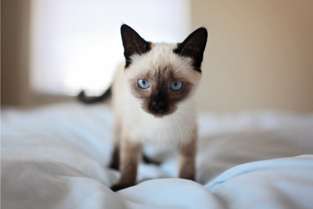 Pisîka Siamese: biha, li ku derê bikirin û lêçûnên mezinbûnê