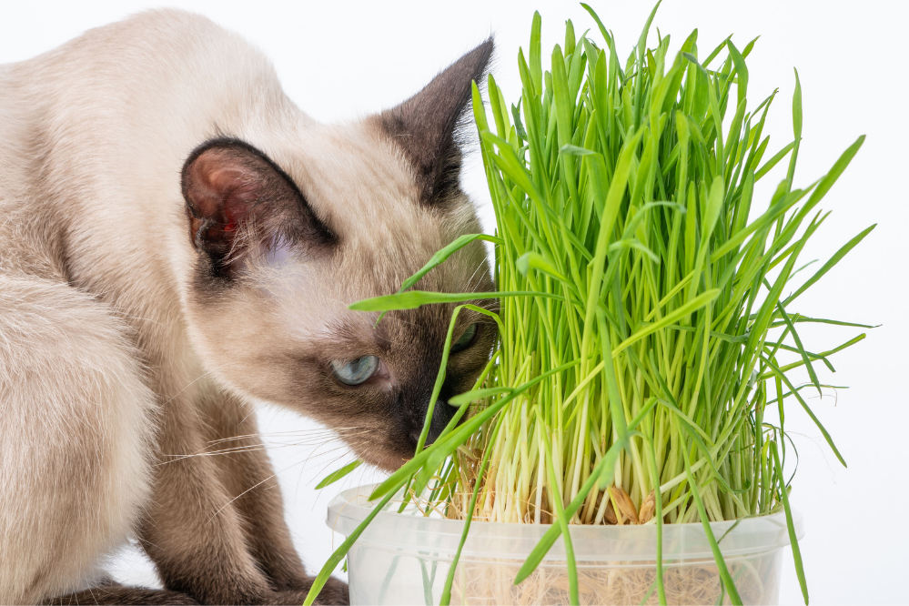 العشب للقطط: ما هو ، أنواعه ، فوائده وكيفية زراعته