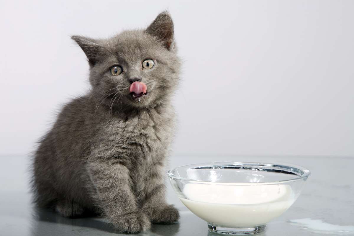 새끼 고양이에게 우유를 줄 수 있습니까? 소, 가루 등!