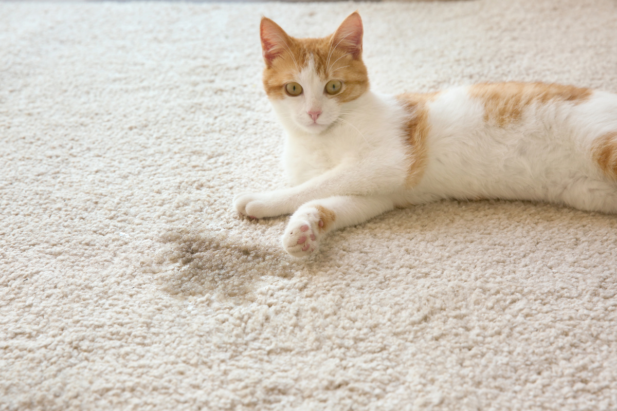 Meriv çawa dihêle pisîk li cîhê xelet mîzkirinê rawestîne: sofa, mobîlya û hêj bêtir