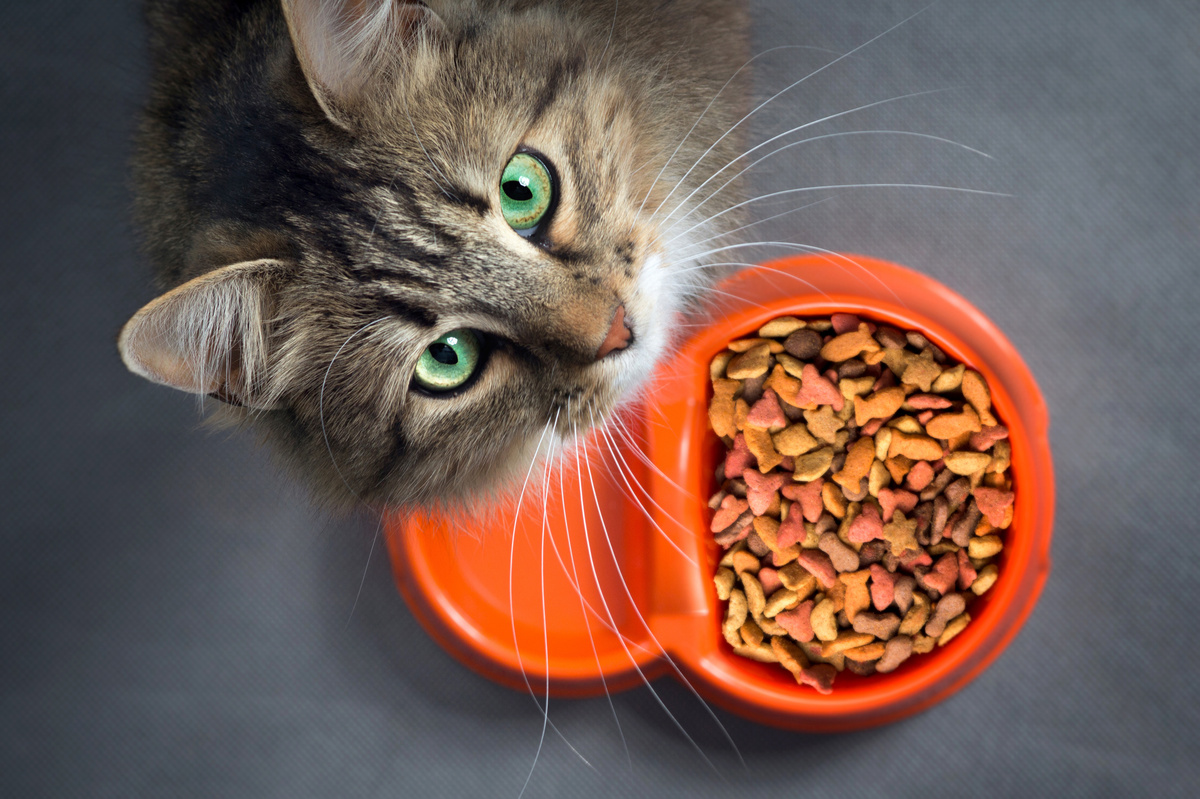 Koliko kilograma hrane mačka pojede mjesečno? Provjerite odgovor.
