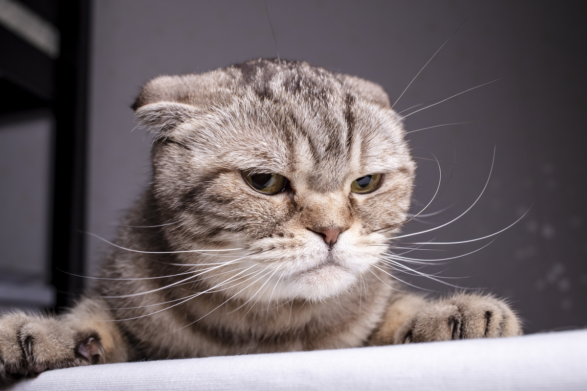 Mačka u vrućini: šta učiniti da se smiri? Savjeti i zanimljivosti!