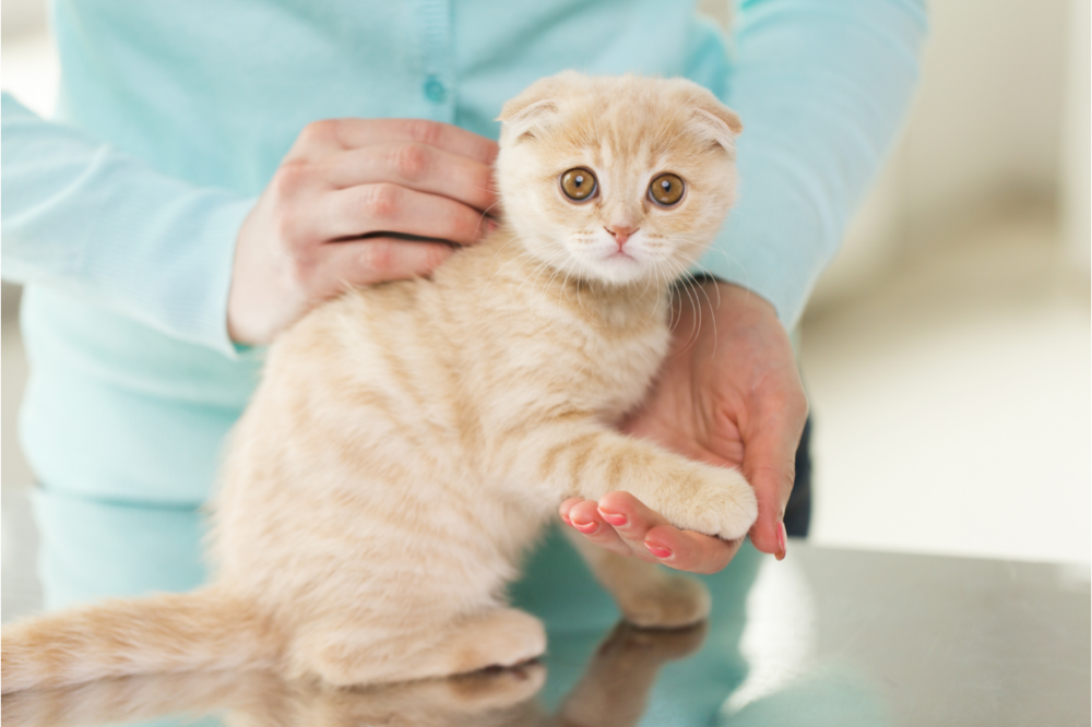 Упознајте Сцоттисх Фолд мачку: карактеристике, цена и још много тога!