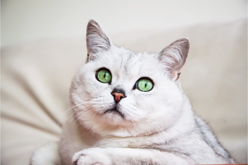 Pisîka mezin: bi 10 cureyên bi taybetmendî û bihayê re hevdîtin bikin