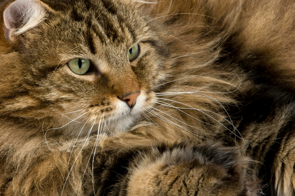 Angoras kaķis: skatīt īpašības, cena un vairāk par šķirni