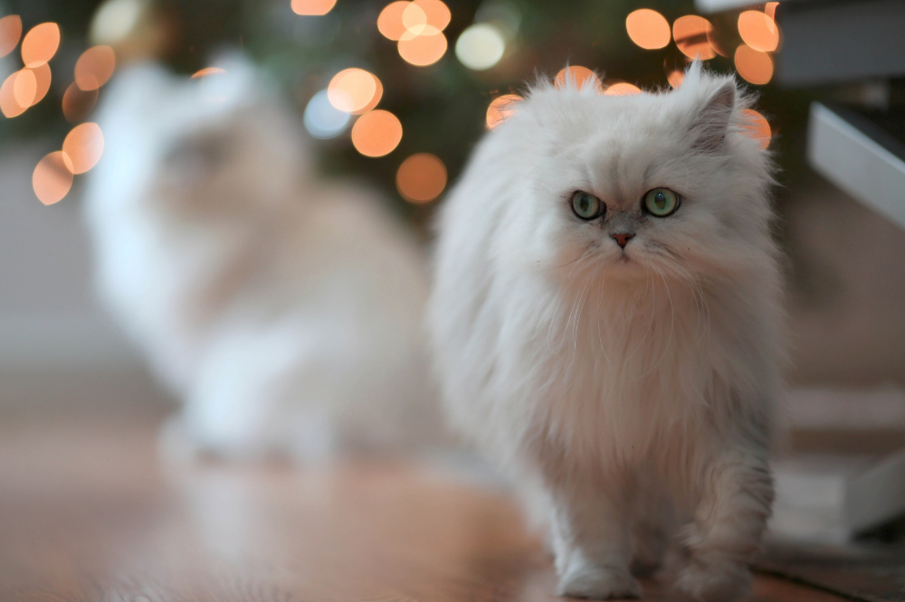 القط الفارسي الأبيض: انظر الميزات والسعر والرعاية