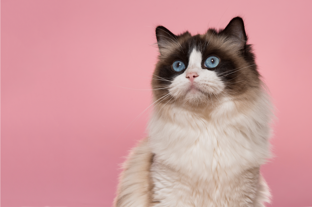 Kot rasy Ragdoll: charakterystyka, cena, pielęgnacja i więcej