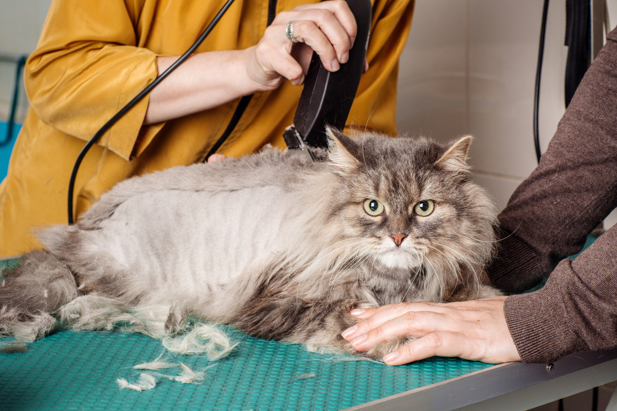 Wil je je kat scheren? Ontdek wanneer je dat kunt doen, de soorten scheren en hoe je het moet doen