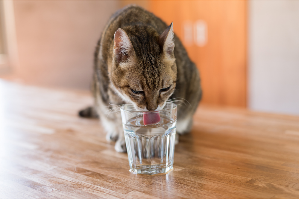 القط يشرب الكثير من الماء؟ اكتشف الأسباب وماذا تفعل!
