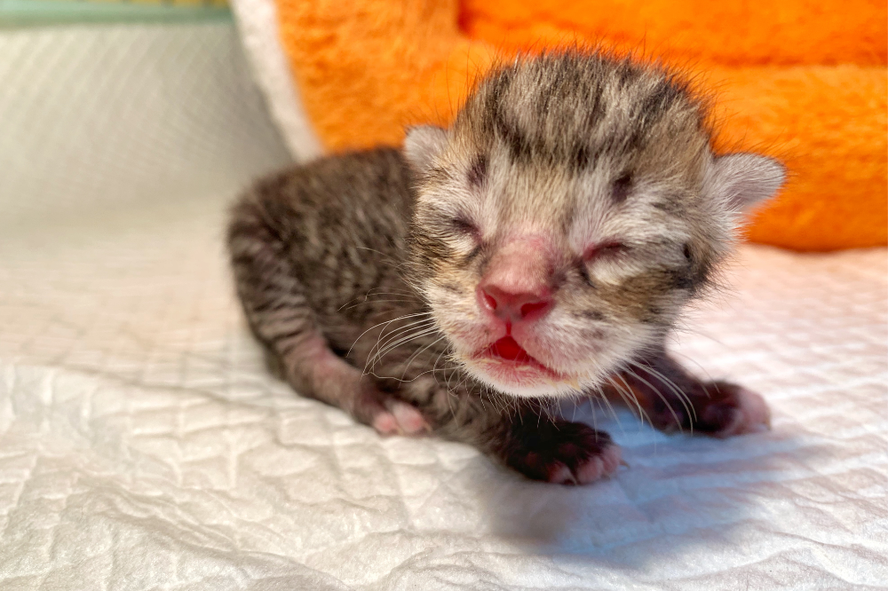 Novorođena mačka ne doji? Njega šteneta pri hranjenju