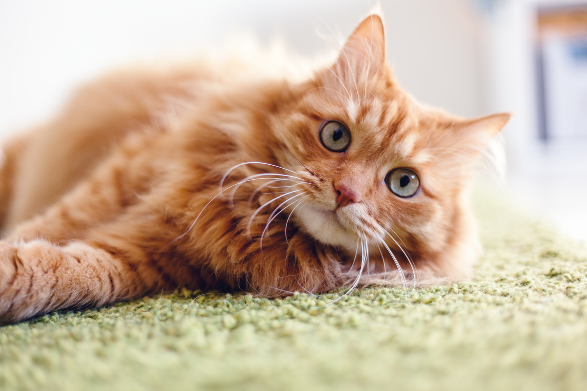 Kaip nustatyti katės lytį: ｍar kačiukas yra patinas, ar patelė?