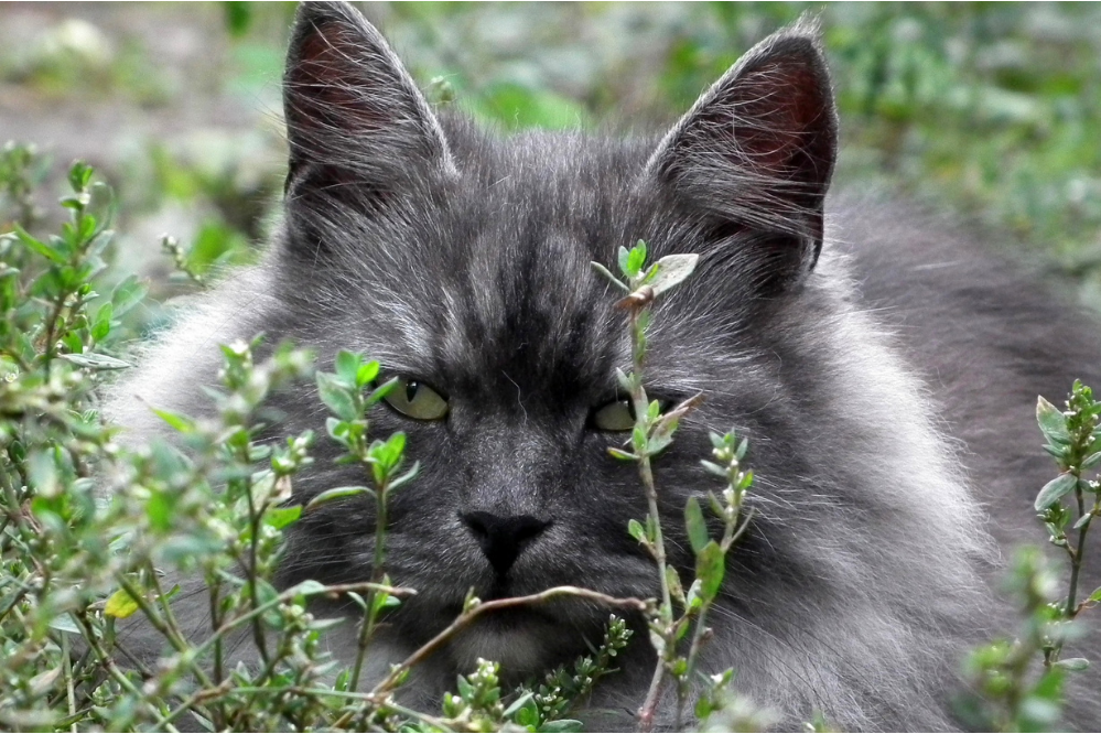 Ασφαλή φυτά για γάτες: δείτε 32 ακίνδυνες επιλογές!