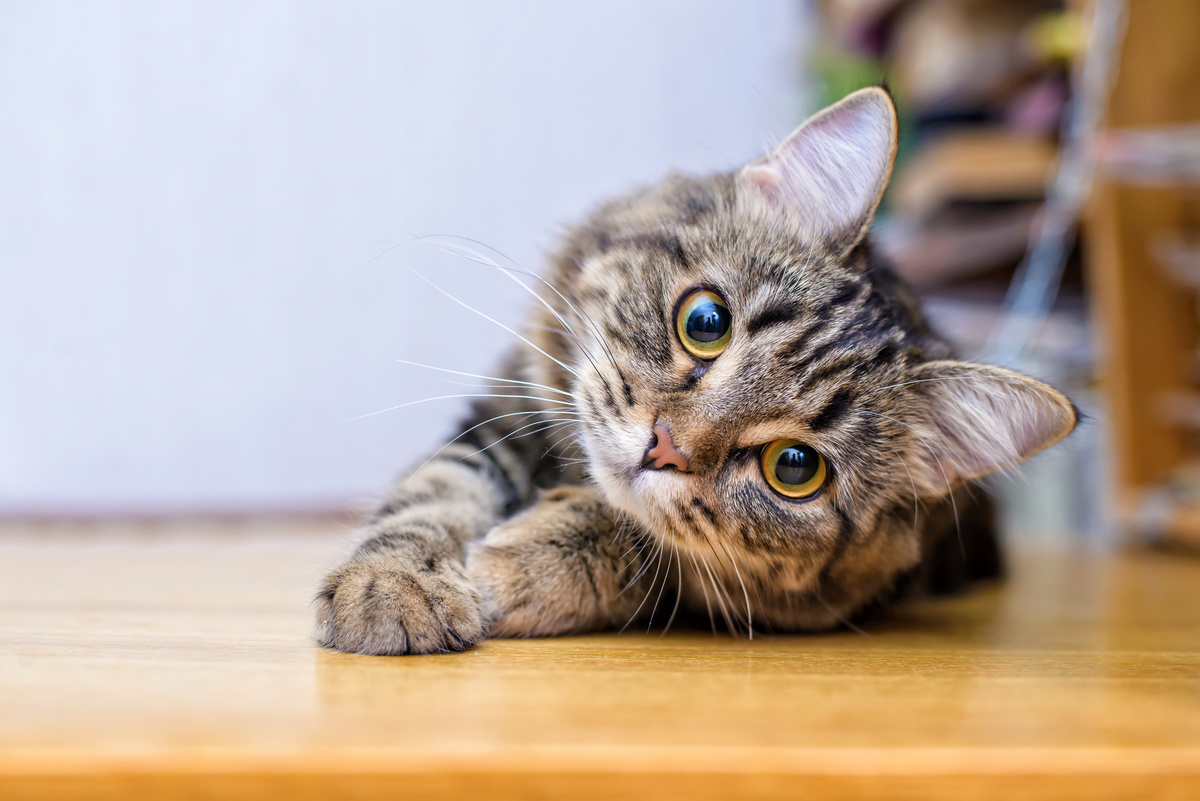 Katės blogas kvapas iš burnos? Pamatykite priežastis ir sužinokite, kaip pašalinti katės kvapą iš burnos!
