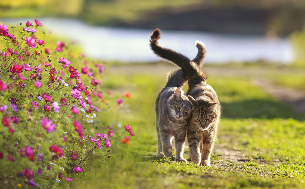 Zêdebûna pisîkê: zewac, ducanî, zibil û hêj bêtir
